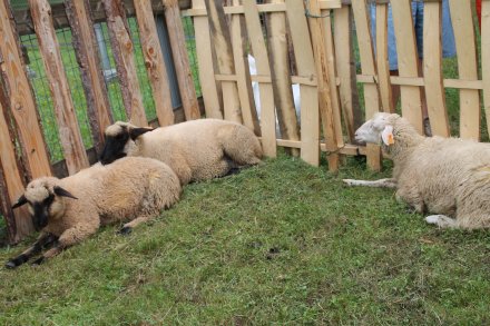 Pokazy robienia serów pasterskich w kolbybie w Parku Kopczyńskiego w Wiśle
